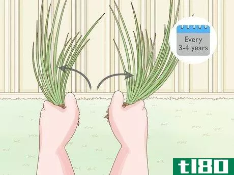 Image titled Grow Chives Step 22