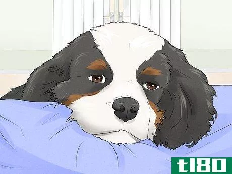 Image titled Identify a Cavalier King Charles Spaniel Step 11