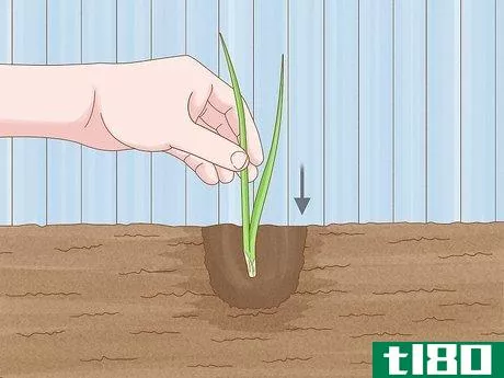 Image titled Grow Chives Step 12