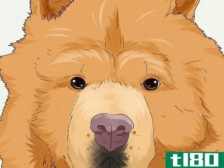 Image titled Identify a Chow Chow Step 4