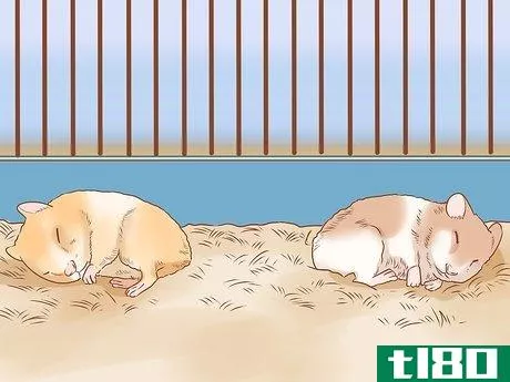 Image titled Introduce Two Dwarf Hamsters Step 10