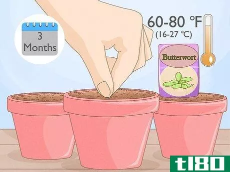 Image titled Grow Butterwort Step 3