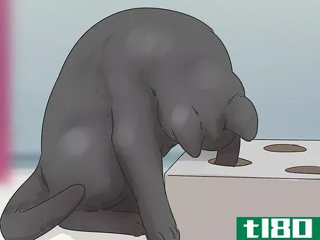 Image titled Identify a Bombay Cat Step 7
