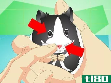 Image titled Keep a Hamster Healthy Step 9