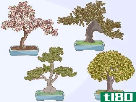 Image titled Grow and Care for a Bonsai Tree Step 1