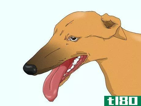 Image titled Identify a Greyhound Step 2