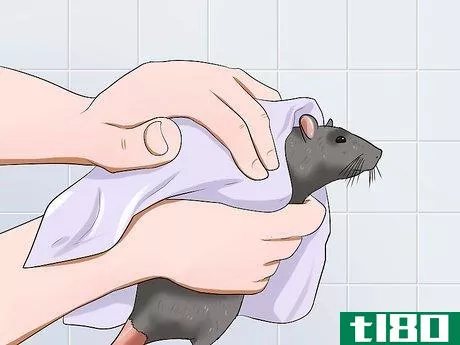 Image titled Keep a Pet Rat Clean Step 9