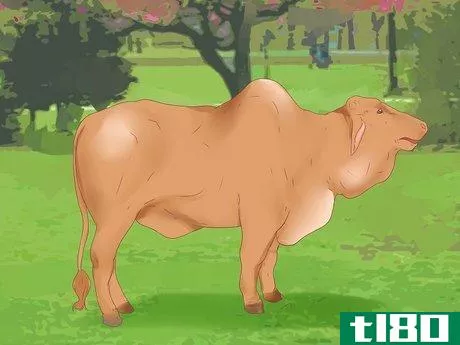 Image titled Know when a Heifer or Cow Is Ready to Be Bred Step 6