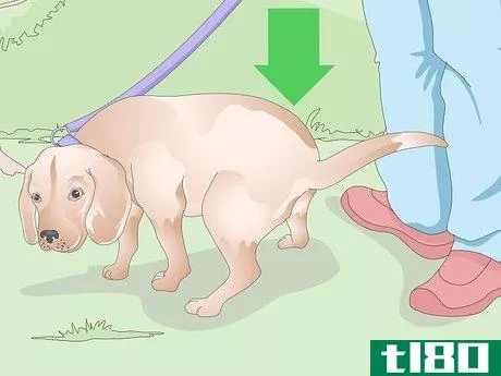 Image titled Get a Urine Sample from a Female Dog Step 4