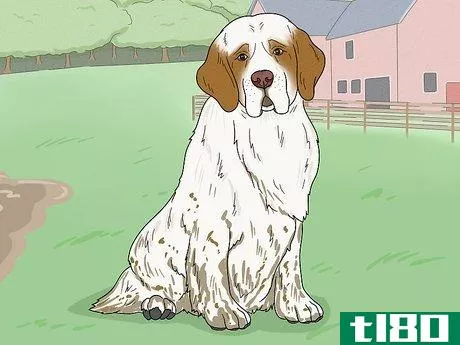 Image titled Identify a Clumber Spaniel Step 17