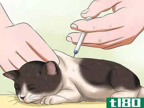 Image titled Give Newborn Kittens Away Step 4