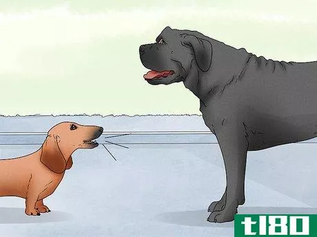 Image titled Identify a Mastiff Step 11