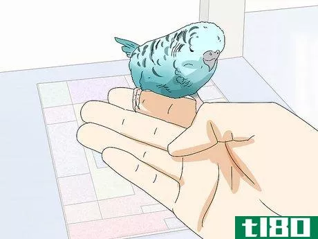 Image titled Hand Train a Parakeet Step 15