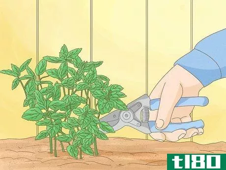 如何种植薄荷(grow mint)