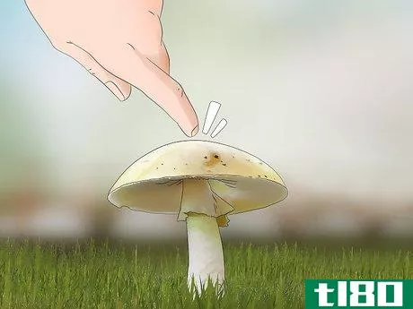Image titled Identify a Death Cap Mushroom Step 9