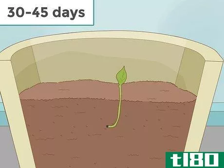 Image titled Grow Cardamom Step 4
