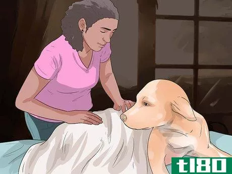 Image titled Help Dogs with Joint Problems and Stiffness Step 10