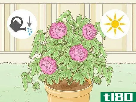 Image titled Grow a Peony in a Pot Step 10
