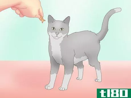 Image titled Get a Cat to Roll Over Step 9