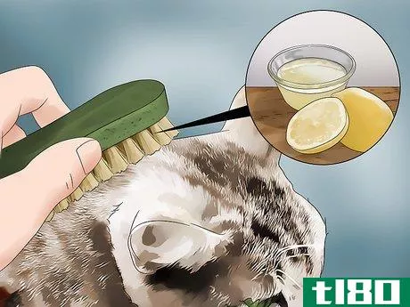 Image titled Get Rid of Fleas Step 4