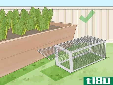 Image titled Keep Rats Out of a Vegetable Garden Step 17