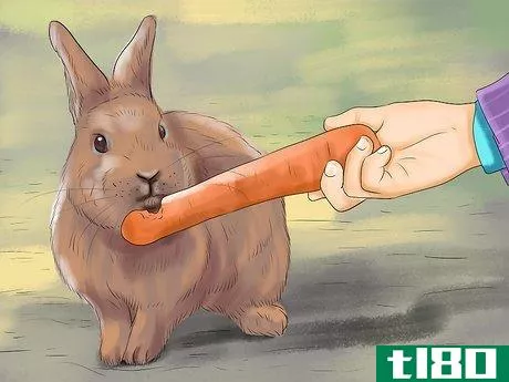 Image titled Get Rabbits Spayed or Neutered Step 12