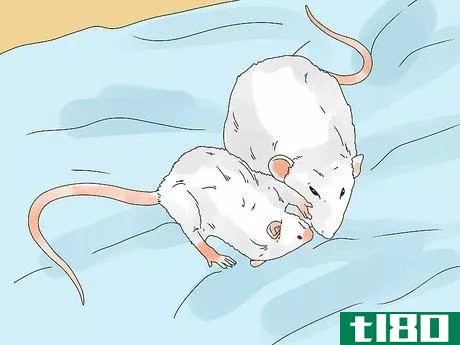 Image titled Introduce a New Pet Rat to Another Rat Step 13