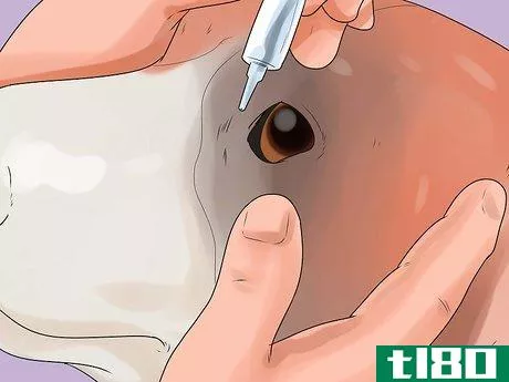 Image titled Give Your Dog Eye Drops Step 9