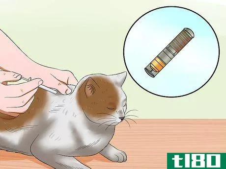 Image titled Keep a Cat Safe Outside Step 3