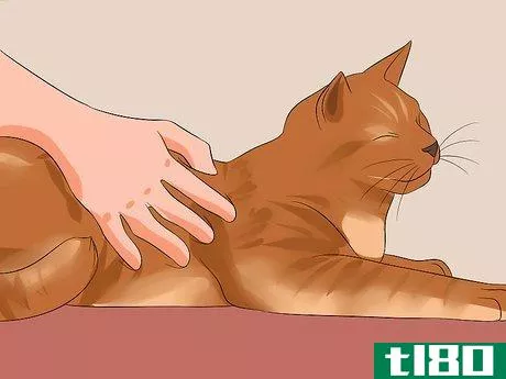 Image titled Know Your Cat's Age Step 8