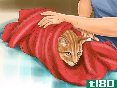 Image titled Groom a Senior Cat Step 2