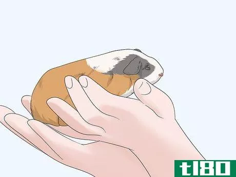 Image titled Hold a Guinea Pig Step 8