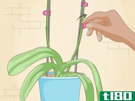 Image titled Get Orchids to Rebloom Step 2