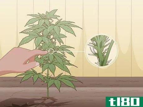 Image titled Identify Female and Male Marijuana Plants Step 8