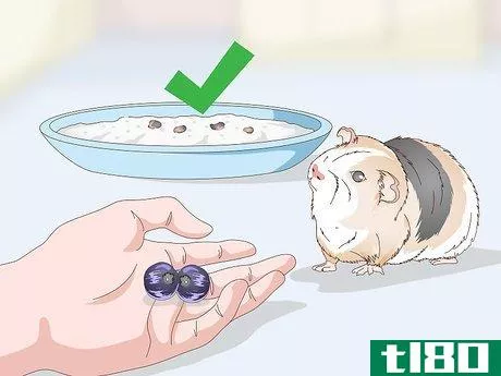 Image titled Give Your Guinea Pig Treats Step 7