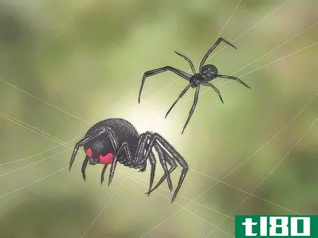 Image titled Identify and Treat Black Widow Spider Bites Step 10