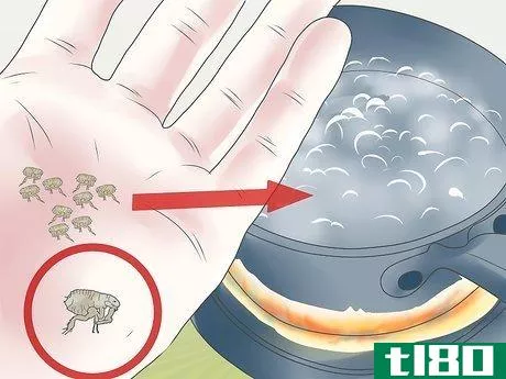 Image titled Get Rid of Fleas on a Puppy Too Young for Normal Medication Step 4