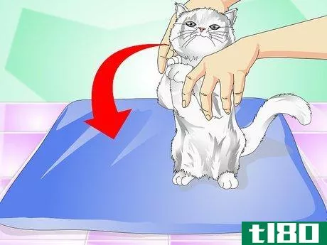如何给猫吃药水(give cats liquid medicine)