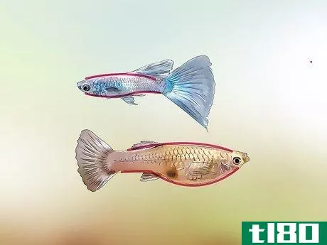 Image titled Identify Male and Female Guppies Step 1