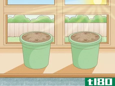 Image titled Grow Pear Trees from Seed Step 11