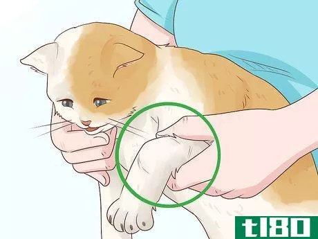 Image titled Handle Septic Arthritis in Cats Step 2