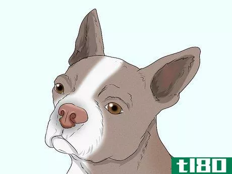 Image titled Identify a Boston Terrier Step 12