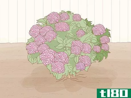 如何在花盆里种绣球花(grow hydrangeas in a pot)