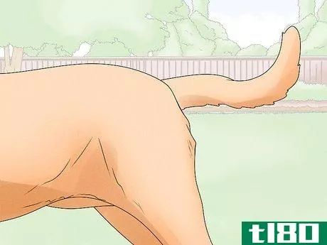 Image titled Identify a Mastiff Step 2