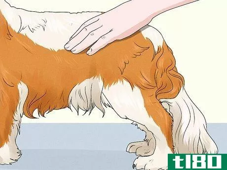 Image titled Identify a Cavalier King Charles Spaniel Step 7