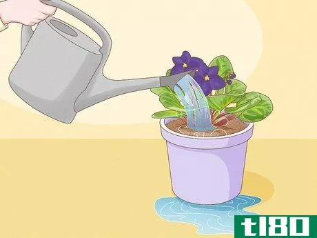 Image titled How Often Do You Water an African Violet Step 5