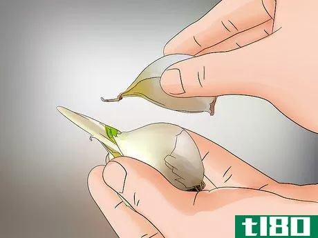 Image titled Grow Elephant Garlic Step 2