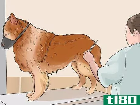 Image titled Groom a Dog That Bites Step 8