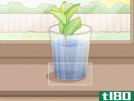 Image titled Grow Mint in a Pot Step 10