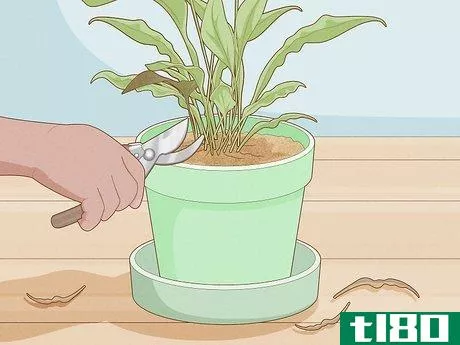 Image titled Get Rid of Gnats in Houseplants Step 12